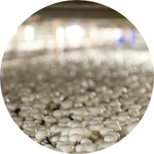 Mushroom production